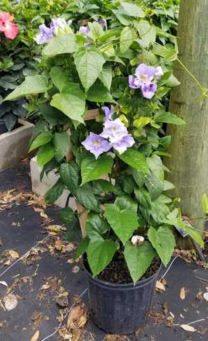 10" Thunbergia Blue Sky Vine Trellis 